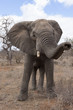 Elefant