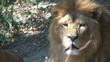 Lion laying