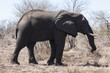 Südafrikanischer Elefant