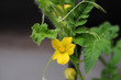 Male watermelon blossom-1