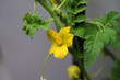 Male watermelon blossom-2
