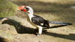 Male Von der Decken's Hornbill