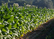 Bright leaf tobacco field border