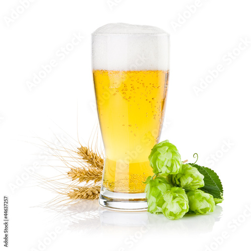  Glass of fresh beer with Green hops and ears of barley isolated