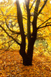 Sun beams on an autumn tree