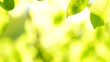plants for natural background