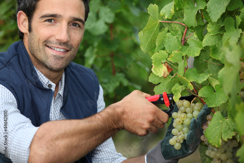 Foto: Man pruning vine Man pruning vine