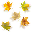 Vektor: Autumn five maple leaves. Vector Autumn five maple leaves. Vector