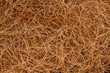 dried pine leaves needles pattern background