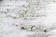 swimming at triathlon