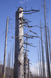 Schadbaum