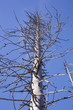 toter Baum