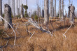 Wald in Not