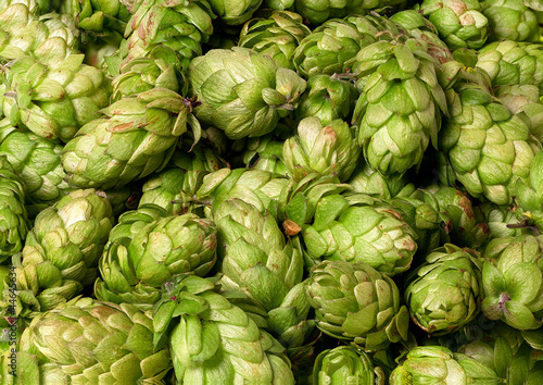 Photo: Zahlreiche Hopfendolden als Hintergrund Zahlreiche Hopfendolden als Hintergrund