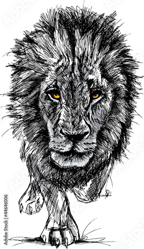 Fototapeta Sketch of a big male African lion