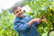 Adult Man Harvesting Grapes in the Vineyard
