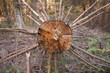 umgestürzter Baum