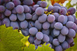 Foto: Uva da Tavola nera Uva da Tavola nera