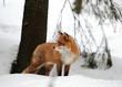 Rotfuchs,Winter