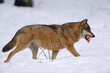 Wolf, Winter
