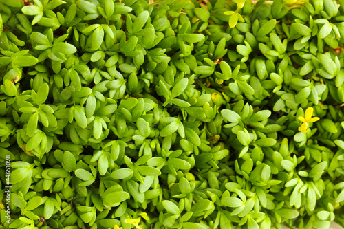 Photo: Garden cress close-up background Garden cress close-up background