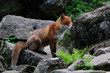 Rotfuchs