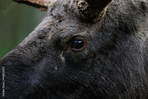 Photo: Elchbulle Elchbulle