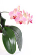 Orchidee
