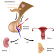 Posterior pituitary hormone functions, eps10