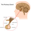 The pituitary gland, eps8