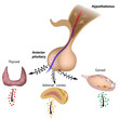 The hypothalamic pituitary axes, eps10