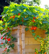 Hochbeet selbst gebaut