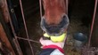 Horse stand in stable and eat apple from hand