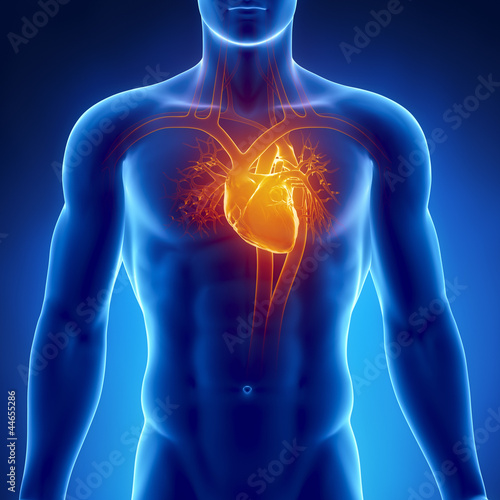Illustration: Human heart anatomy Human heart anatomy