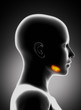 Sublingual gland