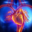 Pulmonary trunk, vein, aorta in heart