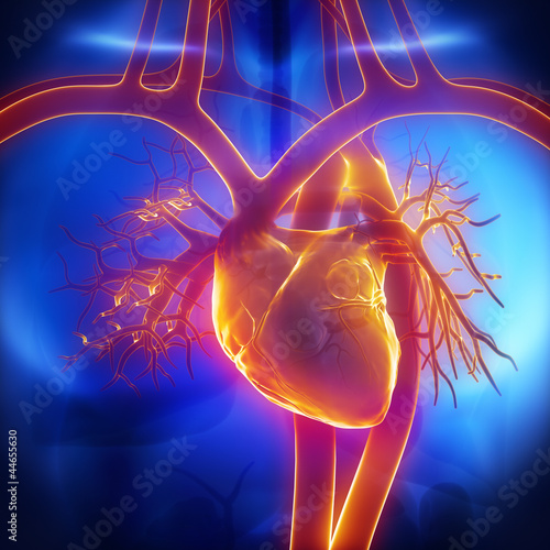 Illustration: Pulmonary trunk, vein, aorta in heart Pulmonary trunk, vein, aorta in heart