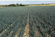 cultivation of leeks