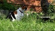 Video: chat chat