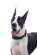 Photo: Great Dane on White Great Dane on White
