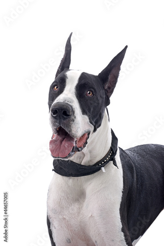 Photo: Great Dane on White Great Dane on White