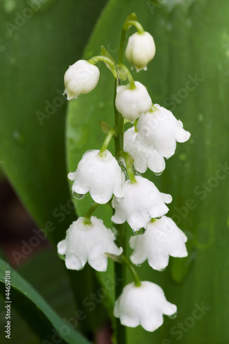 Photo: White Dew Bells White Dew Bells