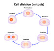 Cell division. Mitosis. Vector scheme