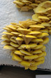 Culture de chanterelles.