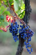 Raisin noir et cep
