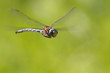 Dragonfly on green