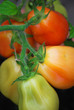 Tomaten