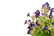 Torenia flower  isolated on white background.
