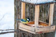 Titmouse at the feeder in a winter park