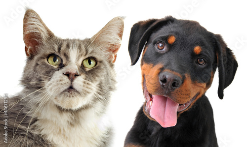 Photo: maine coon cat and puppy rottweiler maine coon cat and puppy rottweiler